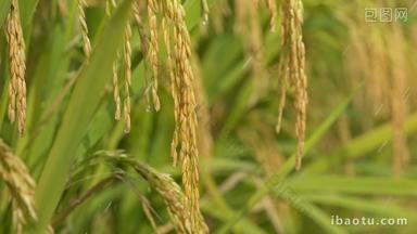 雨水滋润灌溉水稻大米粮食